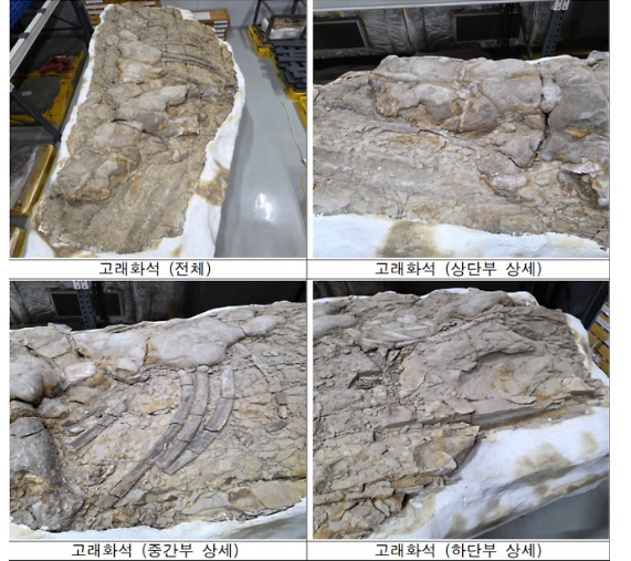 포항서 발견한 고래화석·결핵체, 천연기념물 지정